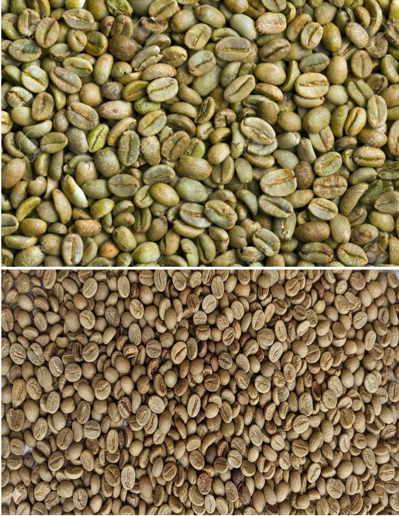 High-Quality Arabica and Robusta Coffee Beans
