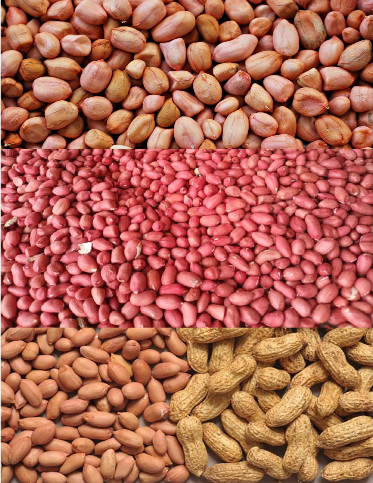 Premium Shelled Ground Nuts