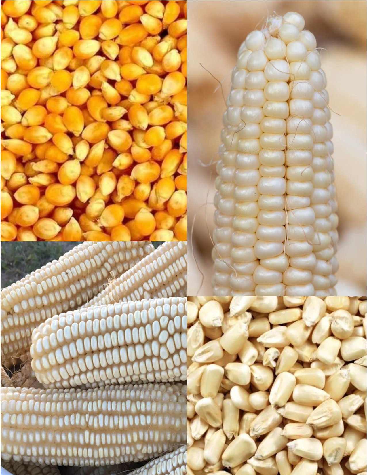 Dried and Graded Yellow Maize (Corn)