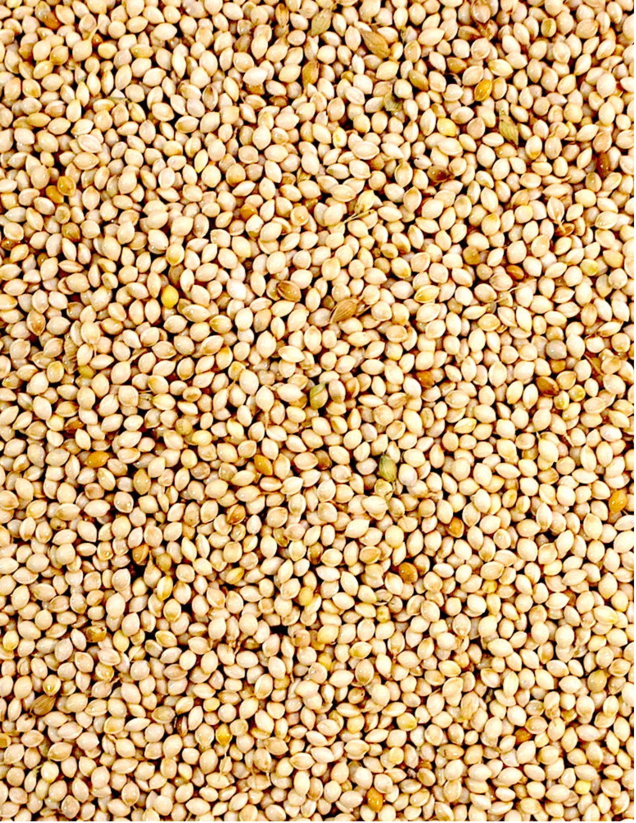 Finger Millet Grain