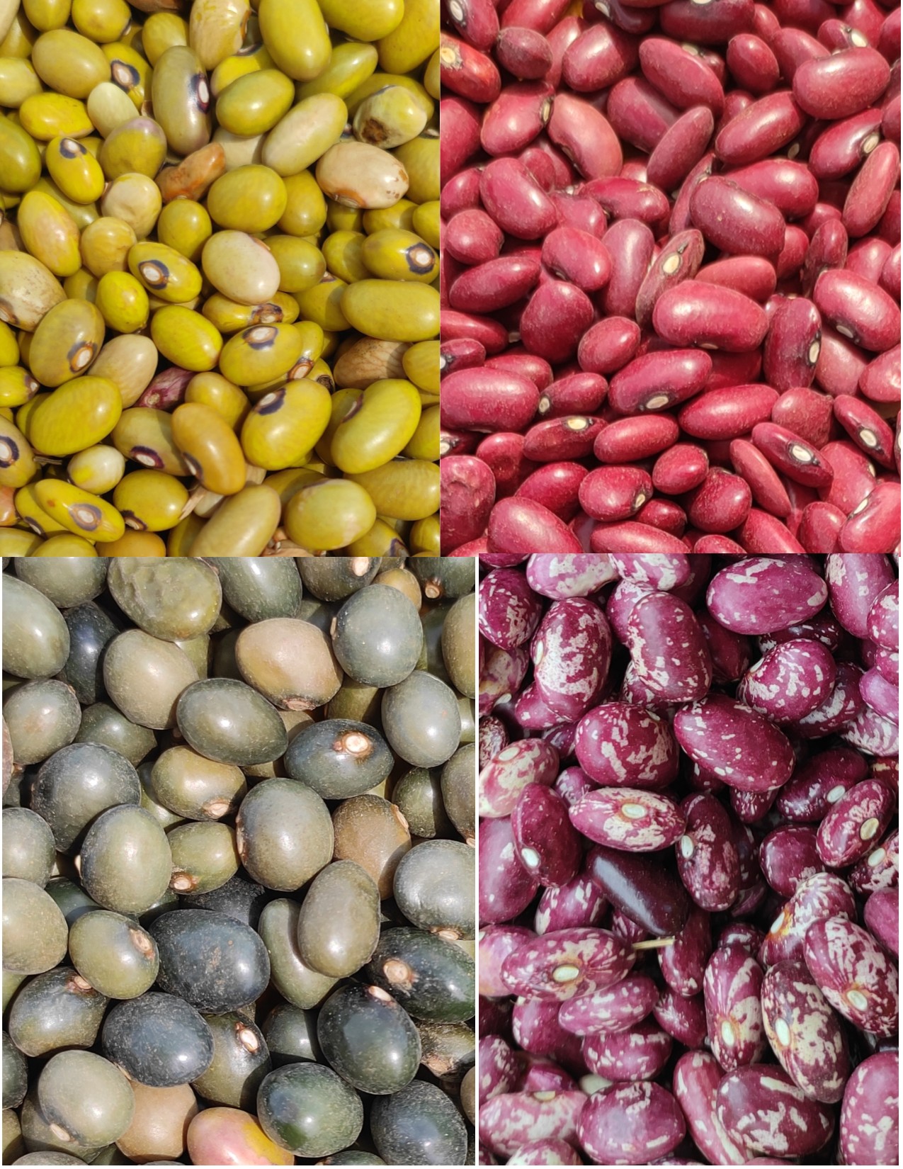 Various Common Types of Dried Beans and Legumes