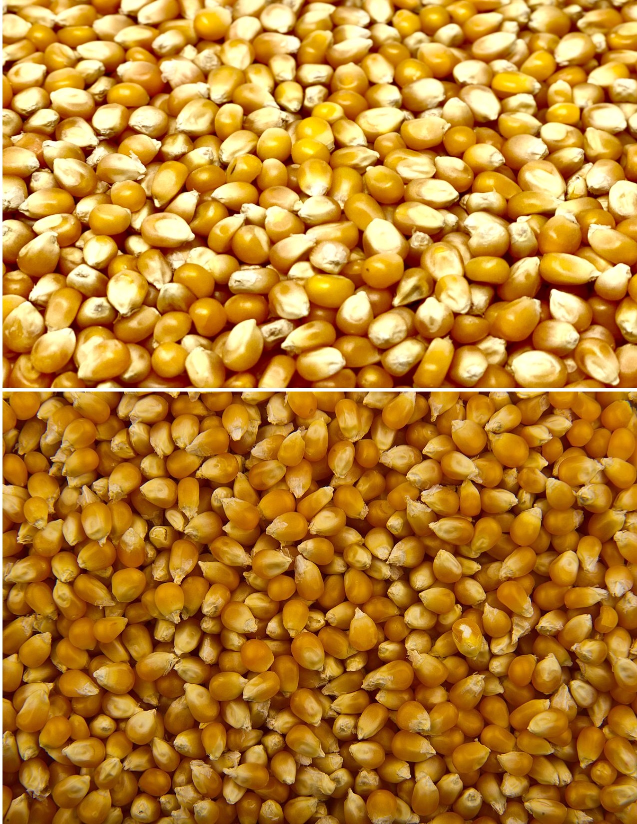 Unpopped Popcorn Kernels