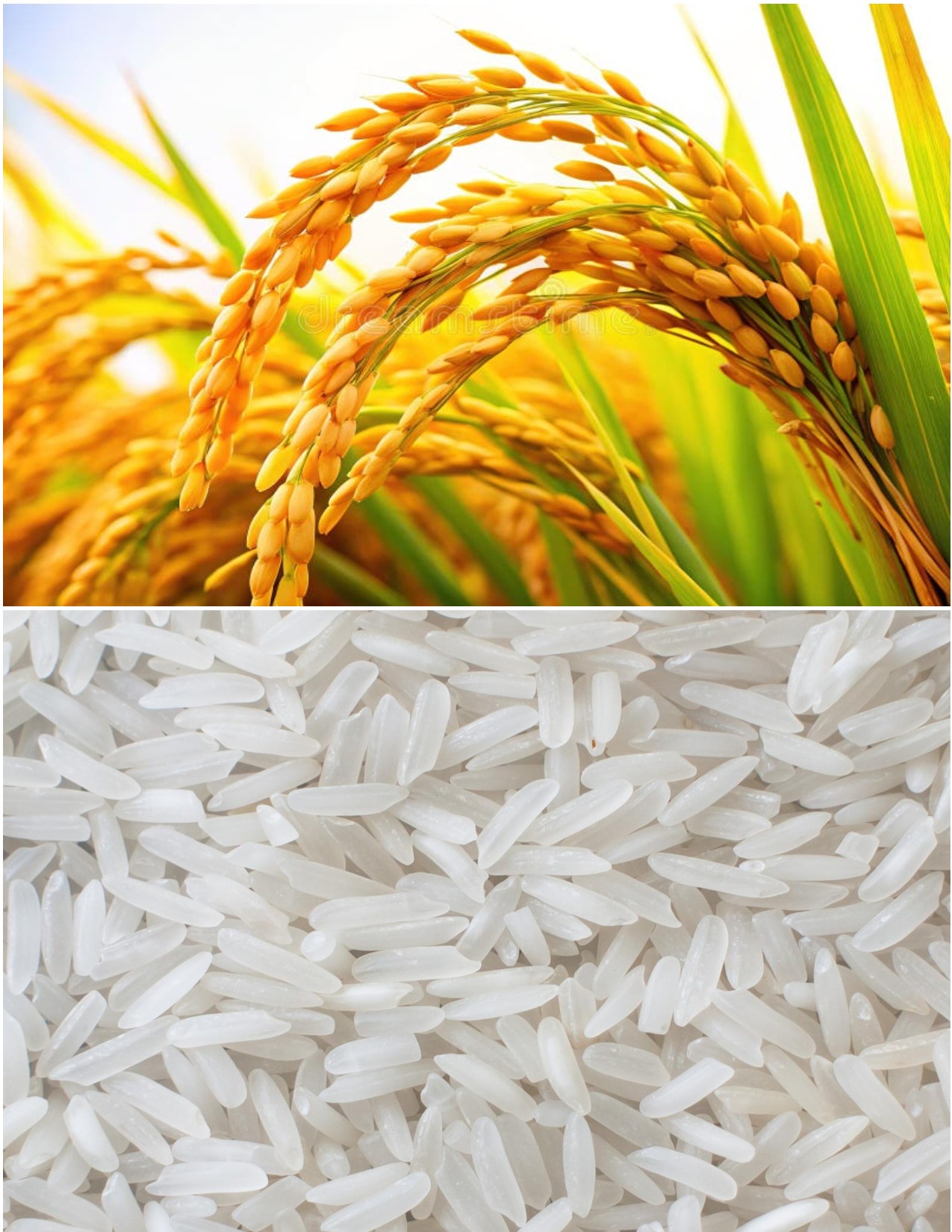 High-Quality Export-Grade Rice