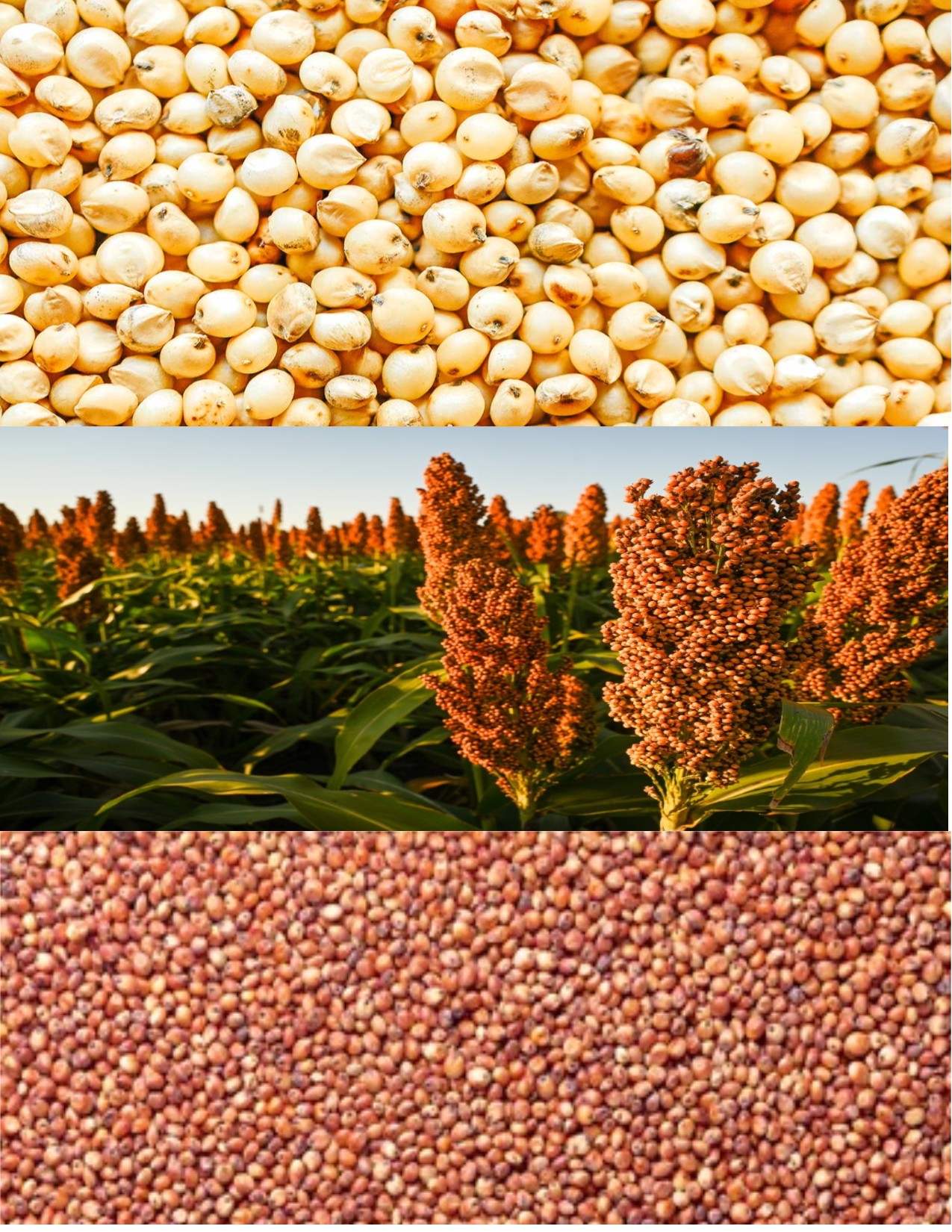 Sorghum Grain