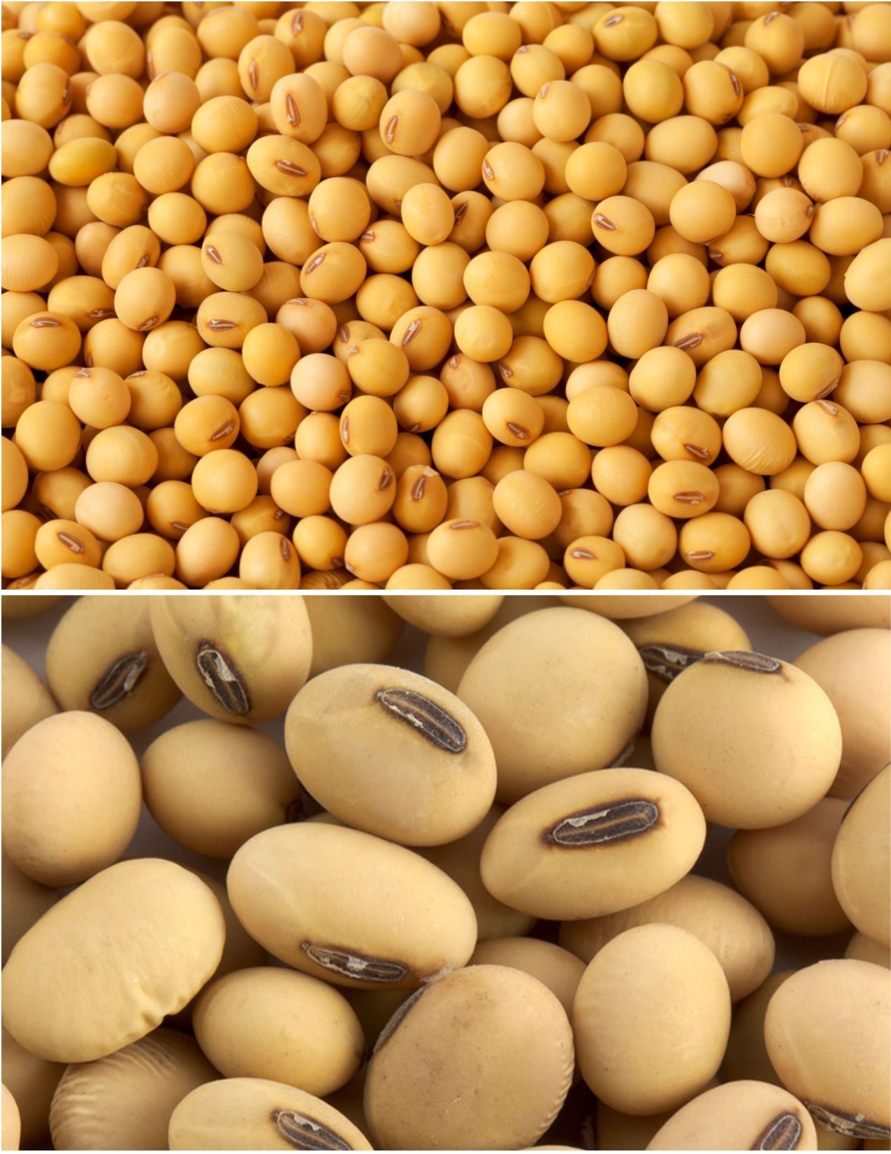 Dried Soyabean Pulses